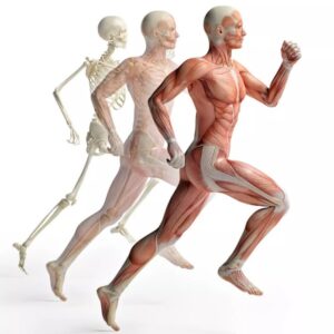 Basic Anatomy e-Learning